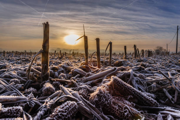 frost mattutino - corn snow field winter foto e immagini stock