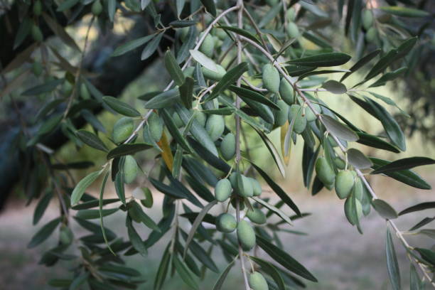 istock Olive trees with green olives 697173912