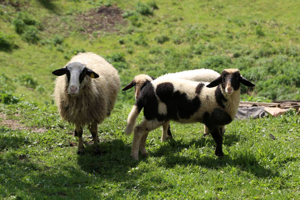istock Sheep and goats graze in a pasture 697176350
