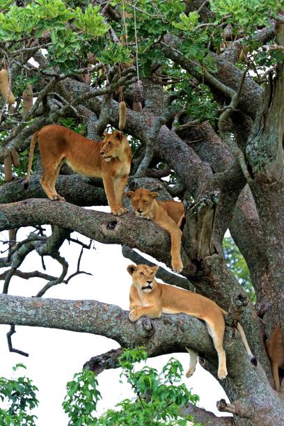 istock Tanzania lions on sausage tree 697176906