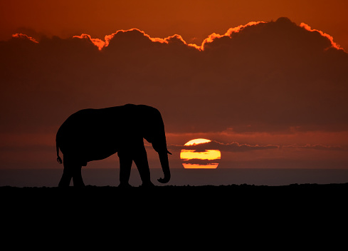 Silhouette of African elephant in wilderness at sunset.