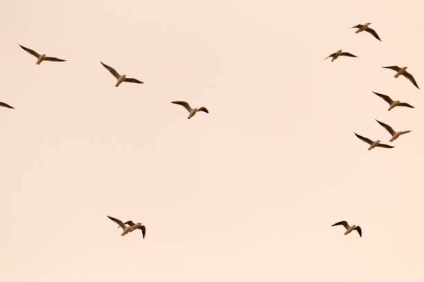 istock a flock of birds at sunset 697183380
