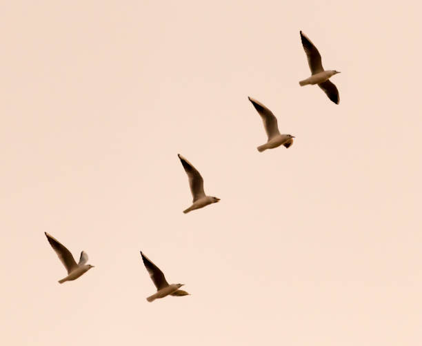 istock a flock of birds at sunset 697183486