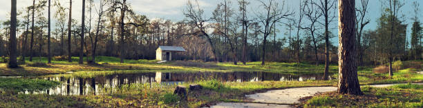 forest panorama in Houston, Texas, USA