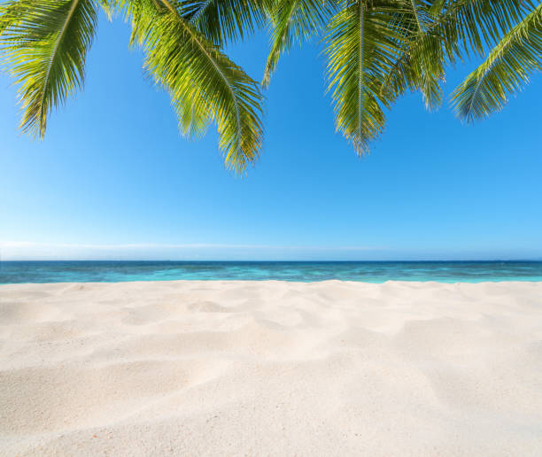 istock Tropical beach sand and palm leafs 697186724