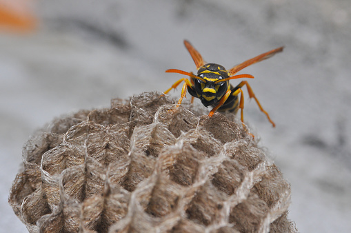 Wasp get out from honeycombs
