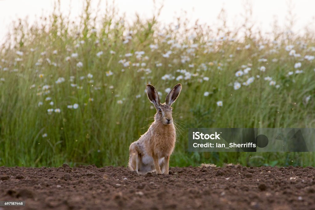 耕さ�れた分野で欧州ブラウン ウサギ (うさぎ座 europaeus) - ノウサギのロイヤリティフリーストックフォト