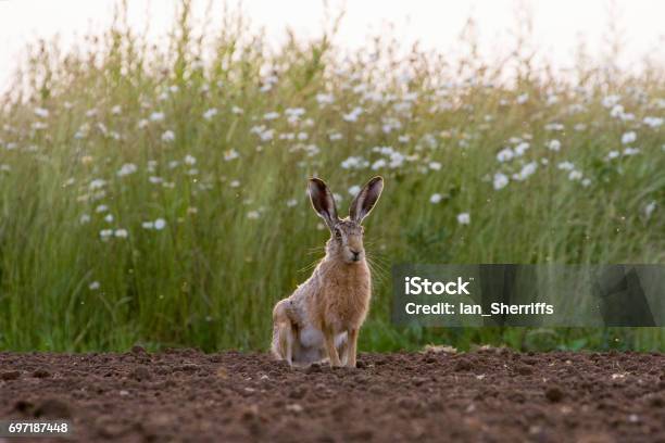 耕された分野で欧州ブラウン ウサギ - ノウサギのストックフォトや画像を多数ご用意 - ノウサギ, ヤブノウザギ, イギリス