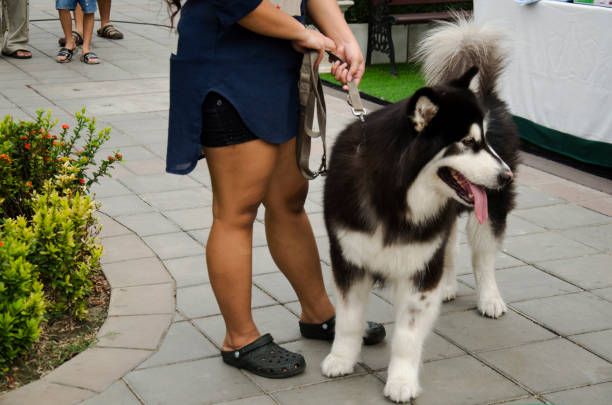 istock Dog breed alaskan malamute giant 697187562