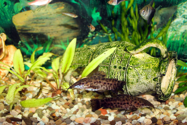 istock aquarium with swimming Hoplosternum thoracatum 697197442
