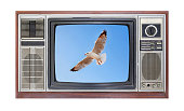 Retro television on white background with image of seagull flying in sky on screen.