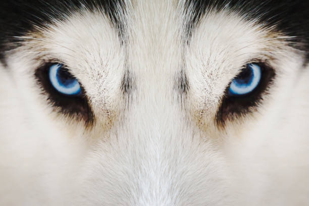 istock Close up on blue eyes of a husky dog 697208364