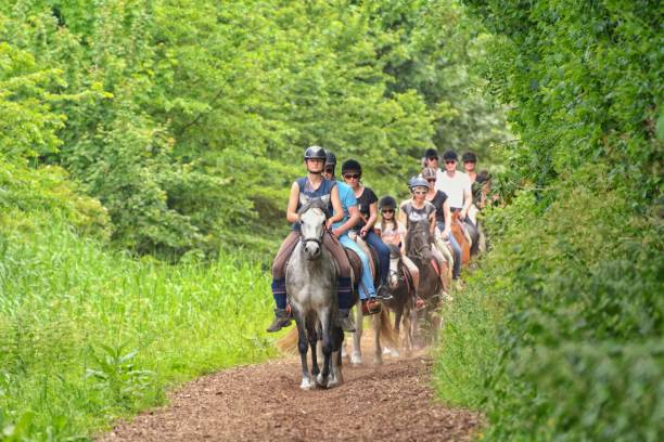 Holland, Renesse. 27.05.2017. A group of tourists makes a horseback ride through the forest. stock photo