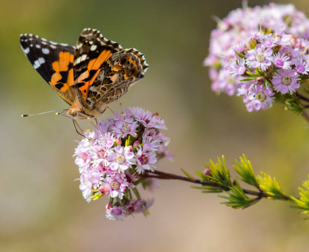 istock Monarch Butterfly on Plumed Feather-flower 697221526