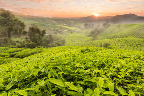 istock Tea plantion plant Malaysia 697222198
