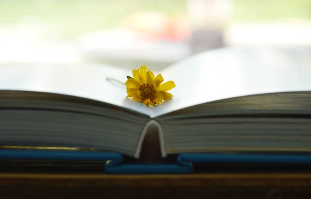 istock marigold yellow tropical flower on book pages 697228900