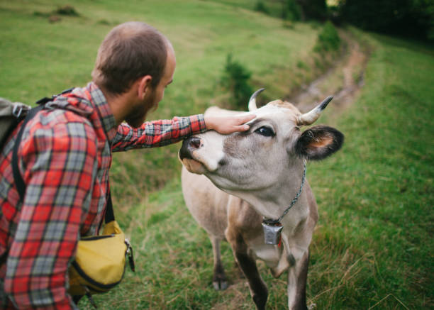 istock Man petting cow on the meadow 697231366
