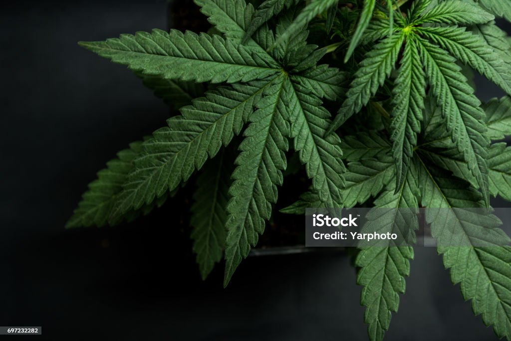 folha de cannabis - Foto de stock de Cânhamo - Cannabaceae royalty-free