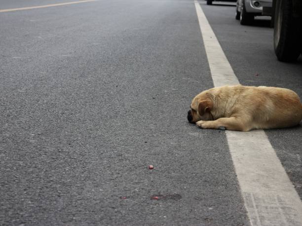 istock Stray Dog Asleep in Road 697232314