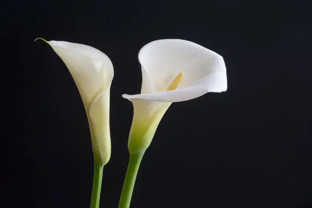 Close-up of a Calla Lily with black background