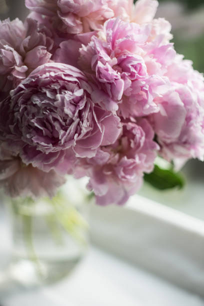 amazing vibrant bouquet of blooming purple peonies. - bentham imagens e fotografias de stock