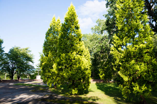 свежие зеленые деревья купались в солнечном свете - eastern arborvitae стоковые фото и изображения