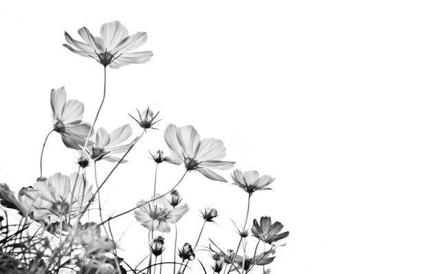 istock Cosmos flower on black and white background 697235100