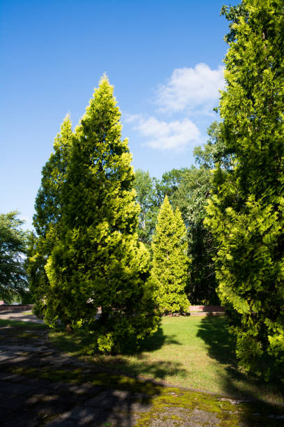 свежие зеленые деревья купались в солнечном свете - eastern arborvitae стоковые фото и изображения