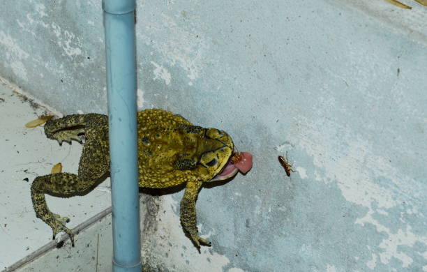 crapaud alimentation éphémères sur mur de maison dans la nuit - frog animal tongue animal eating photos et images de collection