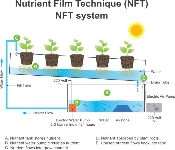 ilustrações, clipart, desenhos animados e ícones de técnica do filme nutriente é uma técnica hidropônica. vetor gráfico de informação de educação. - heathy food