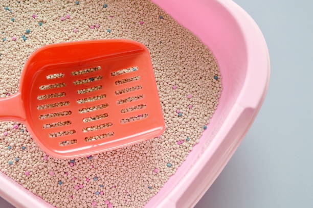 istock plastic shovel on cat litter in box 697236612
