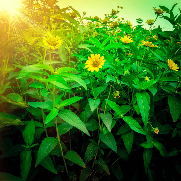 Beautiful yellow flowers in sunny summer day