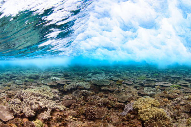istock Coral and Waves in Okinawa Japan 697239004