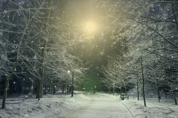istock Winter landscape with frosty deciduous tree in the night. 697239640