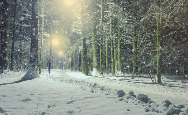 istock Winter landscape with frosty deciduous tree in the night. 697239654