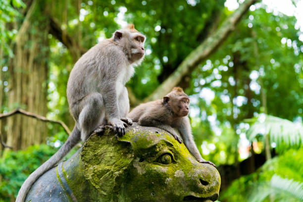 istock Macaque monkeys at Monkey Forest, Bali, Indonesia 697242806