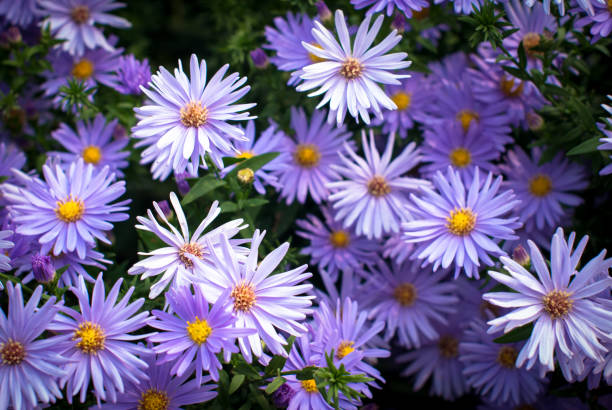 violets fleurs de chrysanthème - aster photos et images de collection