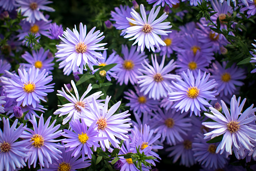 Blue fall asters and goldenrod bloom in a central Massachusetts garden in early October.