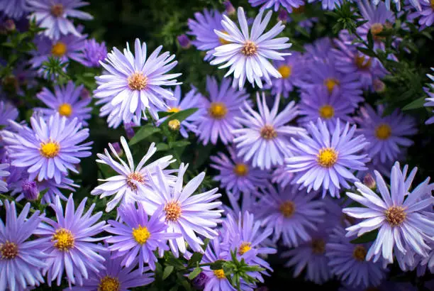 Purple chrysanthemum flowers