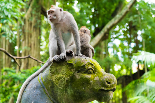 istock Macaque monkeys at Monkey Forest, Bali, Indonesia 697242918