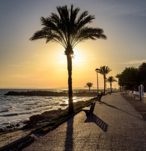 istock Mediterranean beach with palm tree silhouette and sunset sky; back light 697245238