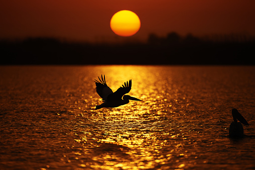 animals background in their natural wildlife, silhouette of pelican on Danube river.