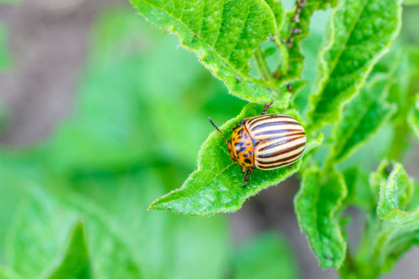 istock Colorado potato beetle eats potato leaves. 697249822