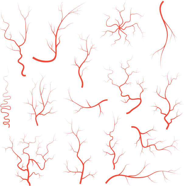 человеческий красный глаз вены набор, анатомия кровеносных сосудов артерий иллюстрация группы. вектор медицинского глазного яблока вены а - animal vein stock illustrations