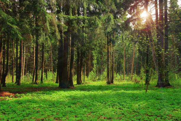istock Green forest bright sunny day shine rays of sun 697257158