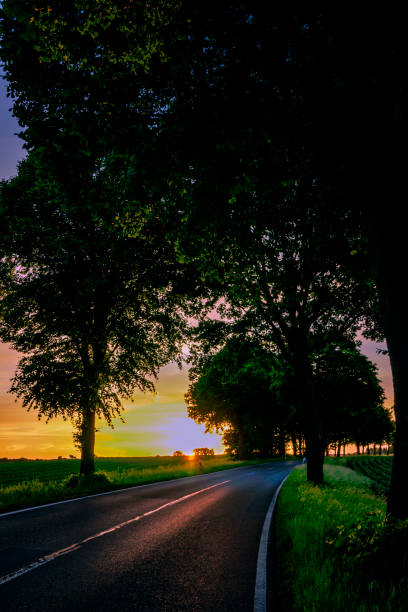 Avenue in the evening