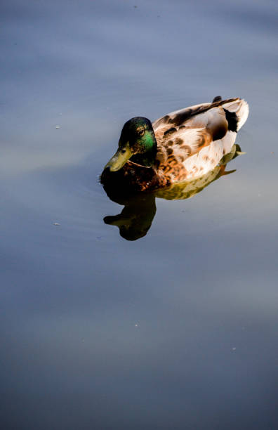 istock Duck in the lake 697259790