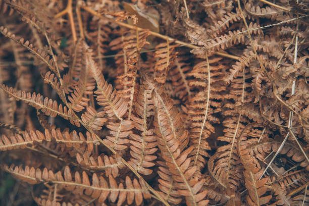 Dry fern texture and background. Abstract texture and background for designers. Macro view of dry fern leaves. Organic texture and background. Dry fern leaves in the forest.