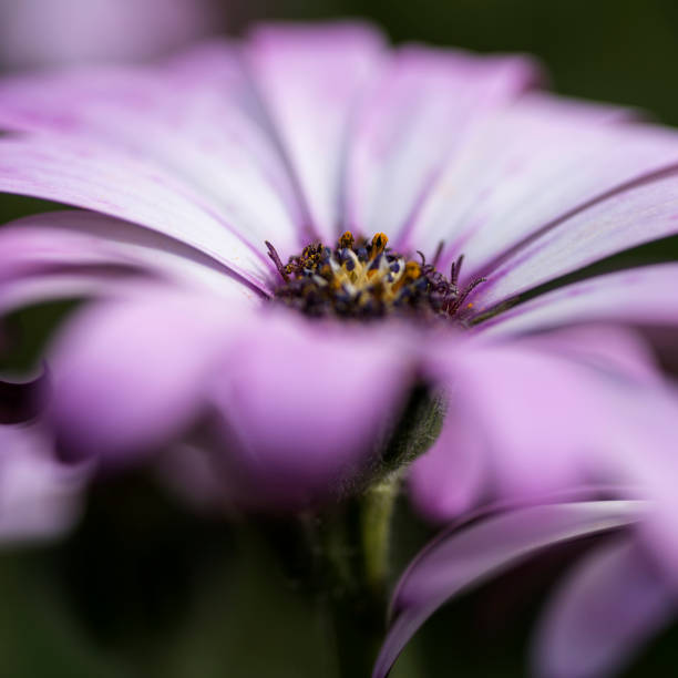 istock Stunning artistic image of African Daisy with selective focus macro 697260330