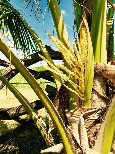 istock Close Up Palm Tree with Green Coconut Blossoms 697262744